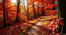 autumn forest nature trails