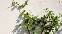 natural cooling limewash