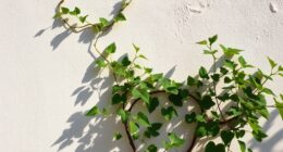 natural cooling limewash